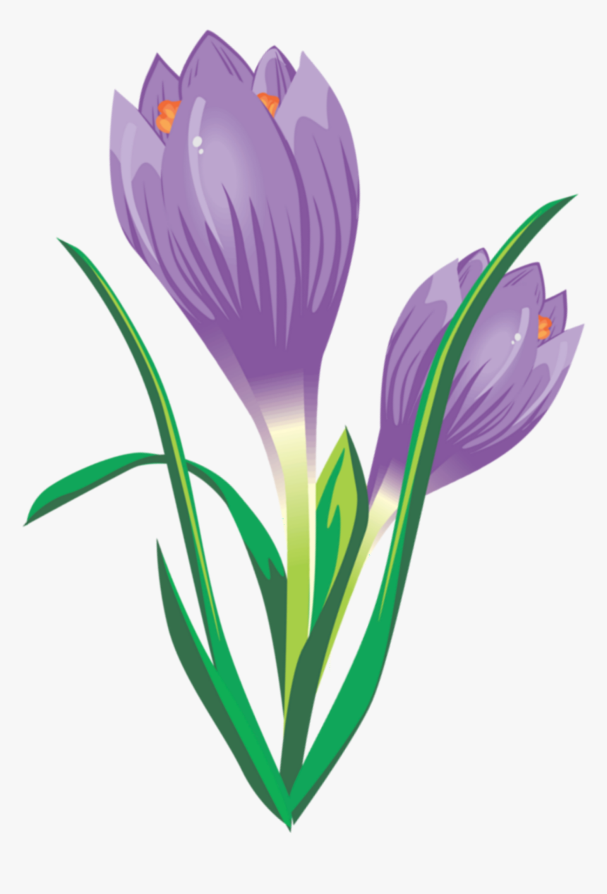#ftestickers #illustration #flower #crocus #purple - Spring Crocus, HD Png Download