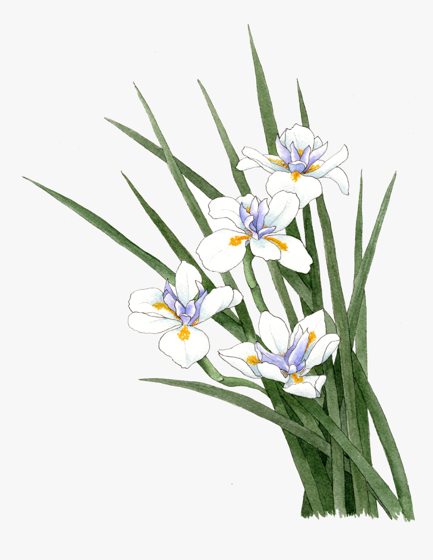 Fortnight Lily - Snow Crocus, HD Png Download