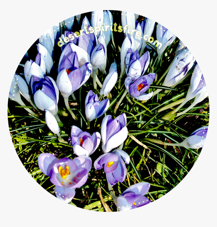 Crocus - Spring Crocus, HD Png Download
