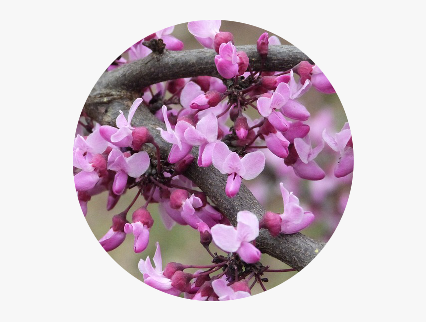 Cooktown Orchid, HD Png Download