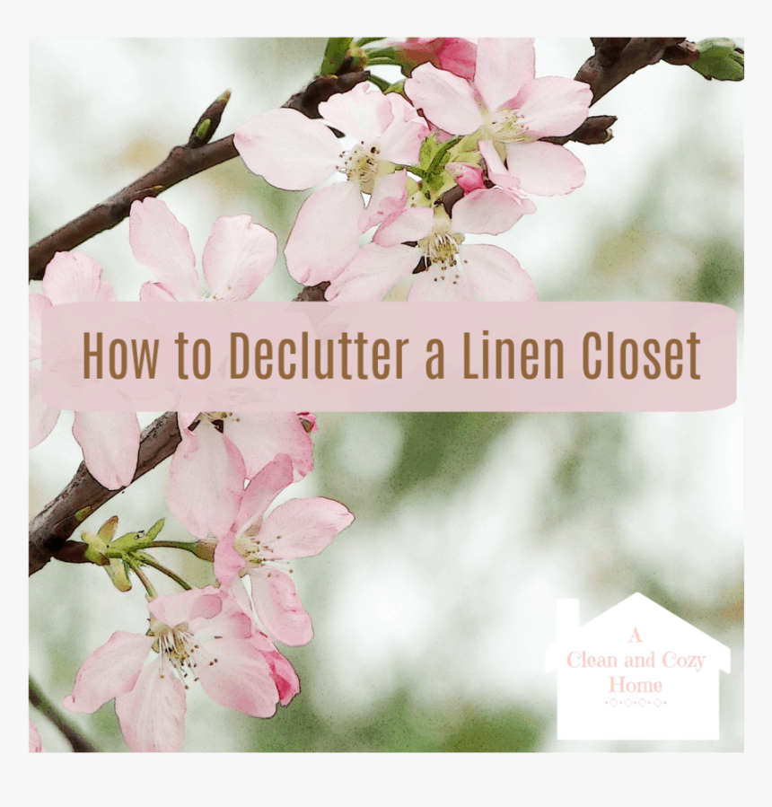 Cherry Blossom, HD Png Download