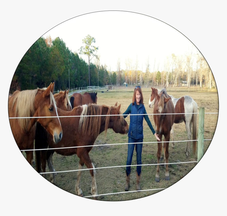 Sorrel, HD Png Download