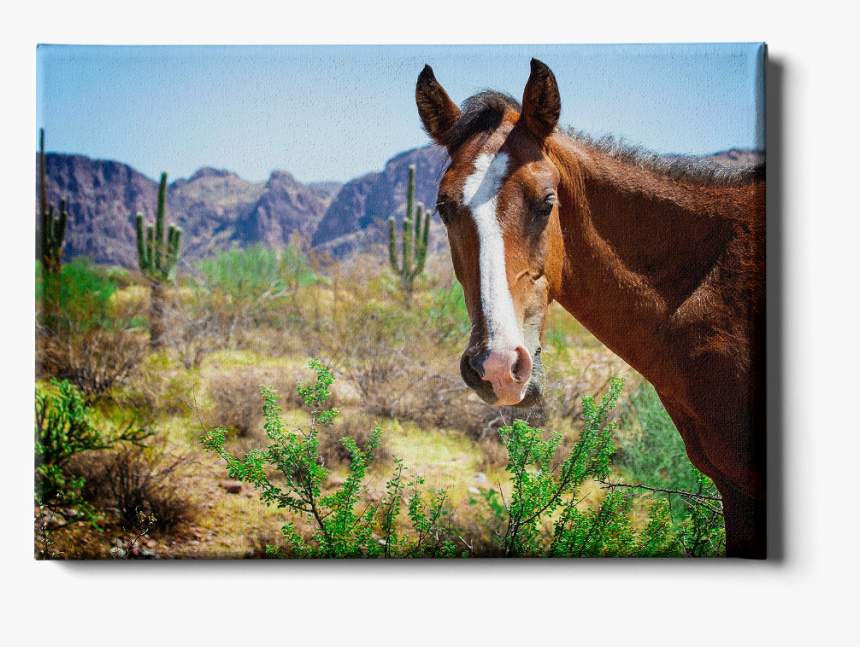 Wild Horses Of Salt River Arizona - Sorrel, HD Png Download