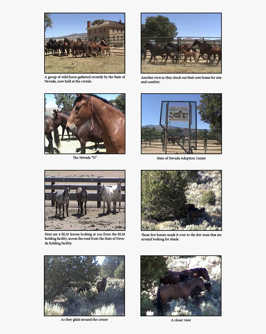 Horse , Png Download - Sorrel, Transparent Png