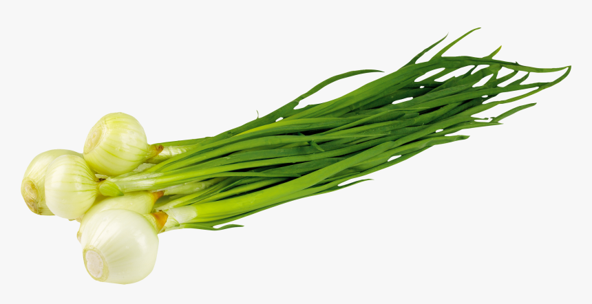 Leek Png - Лук Зеленый Пнг, Transparent Png