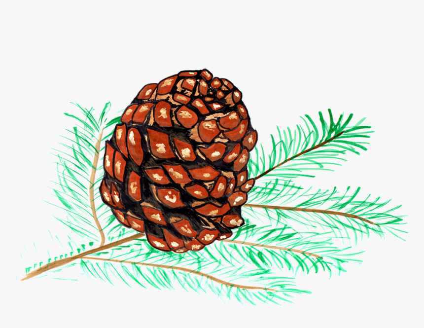 Pine Cones, Pine, Watercolor, Isolated, Handpainted - Piña De Pino Dibujo Png, Transparent Png