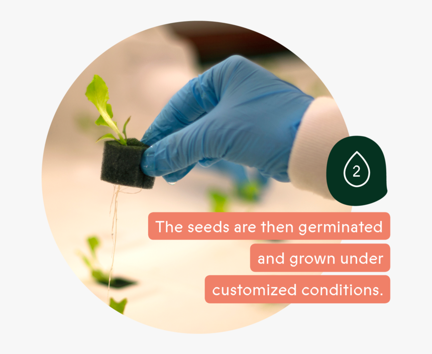 Cropone Growthcycle Carousel V01kb2, HD Png Download