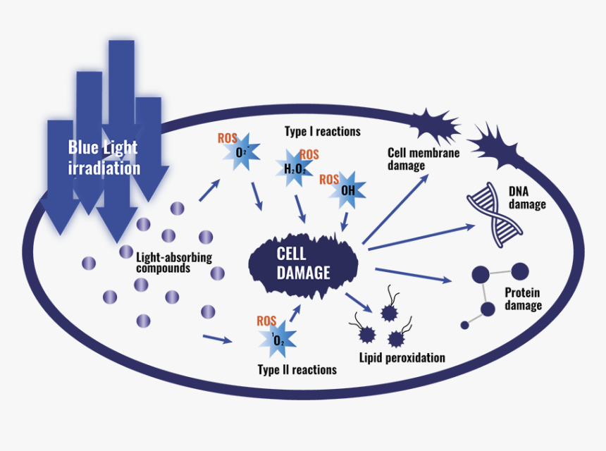 Circle, HD Png Download