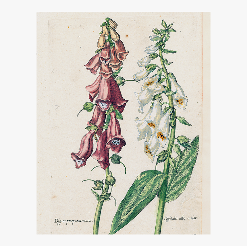 Digitalis, HD Png Download