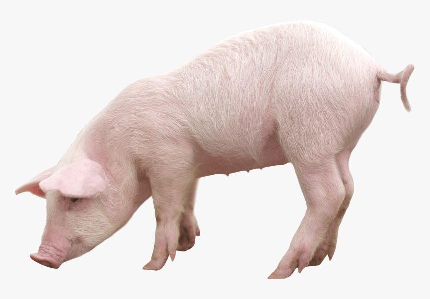 Pig Png, Transparent Png