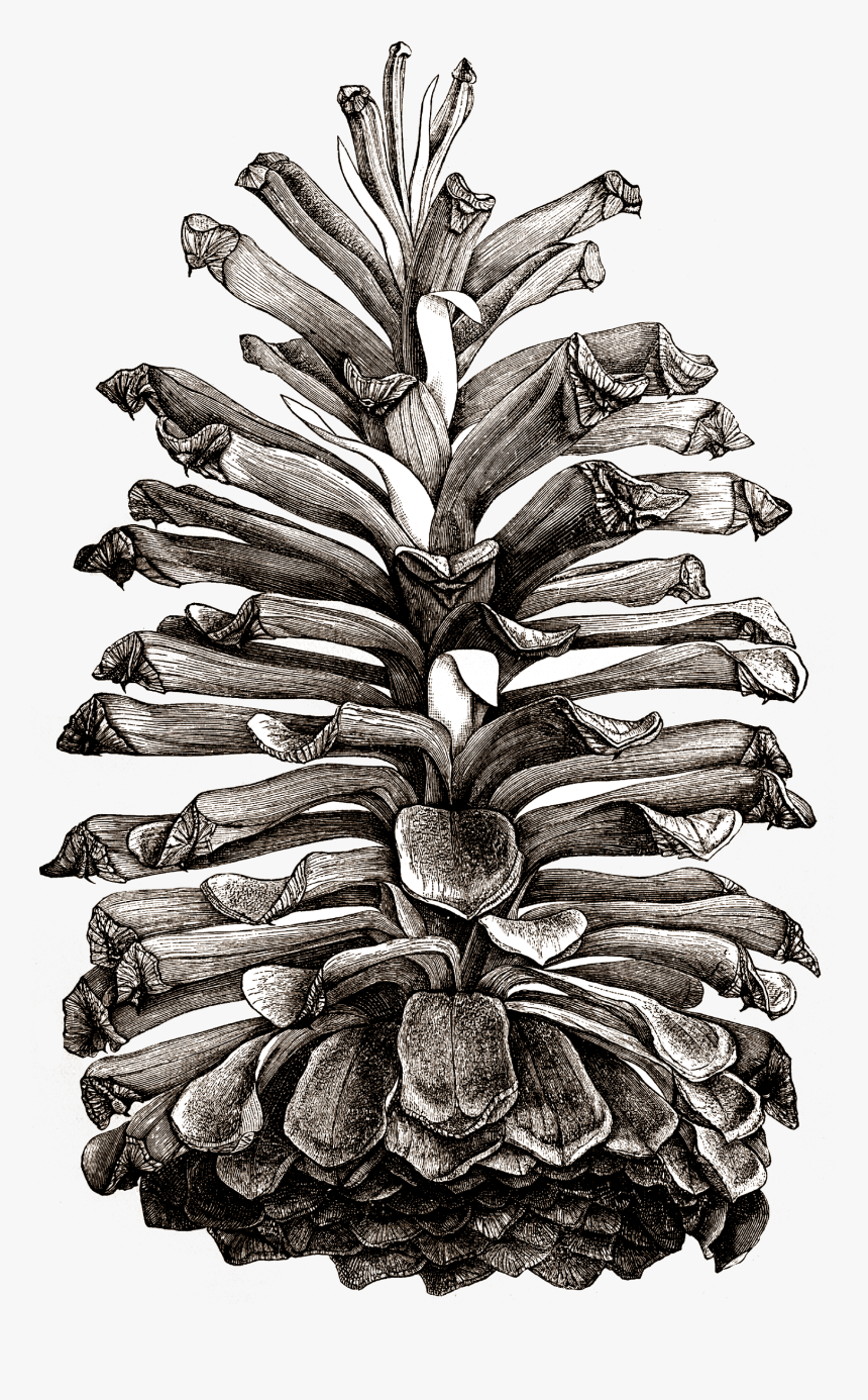 Clip Art Collection Of Free Abstract - Pine Cones Illustrations Png, Transparent Png