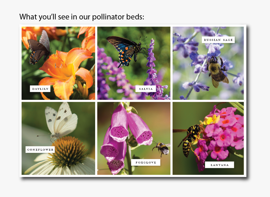 Image Title, HD Png Download