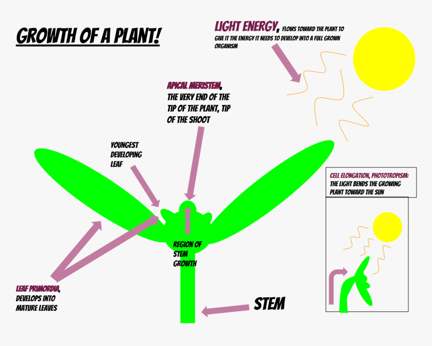 Plant Development, HD Png Download
