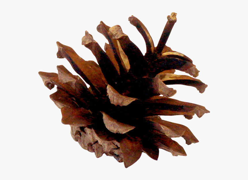 Wood , Png Download - Lodgepole Pine, Transparent Png