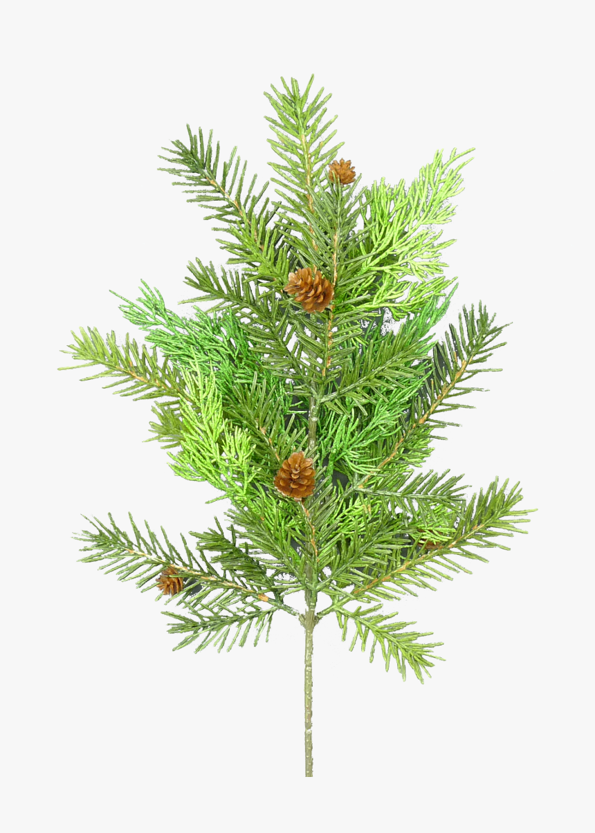 Pine, Cedar, & Pinecone Spray - Ferns In French, HD Png Download