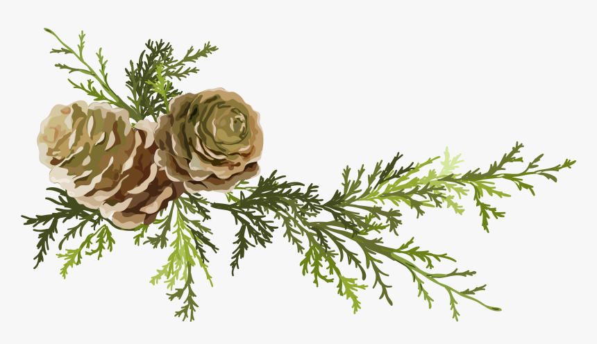 Conifer Cone Leaf Needles Png Download Pine Cone- - Illustration Of Pine Cone, Transparent Png
