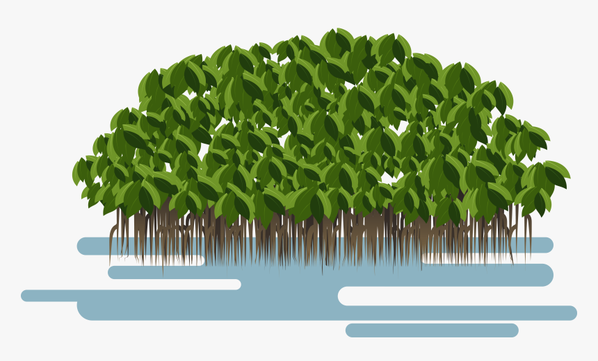 Transparent Soil Layers Clipart - Mangrove Png, Png Download