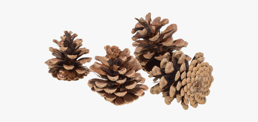 Transparent Pine Cone Png, Png Download