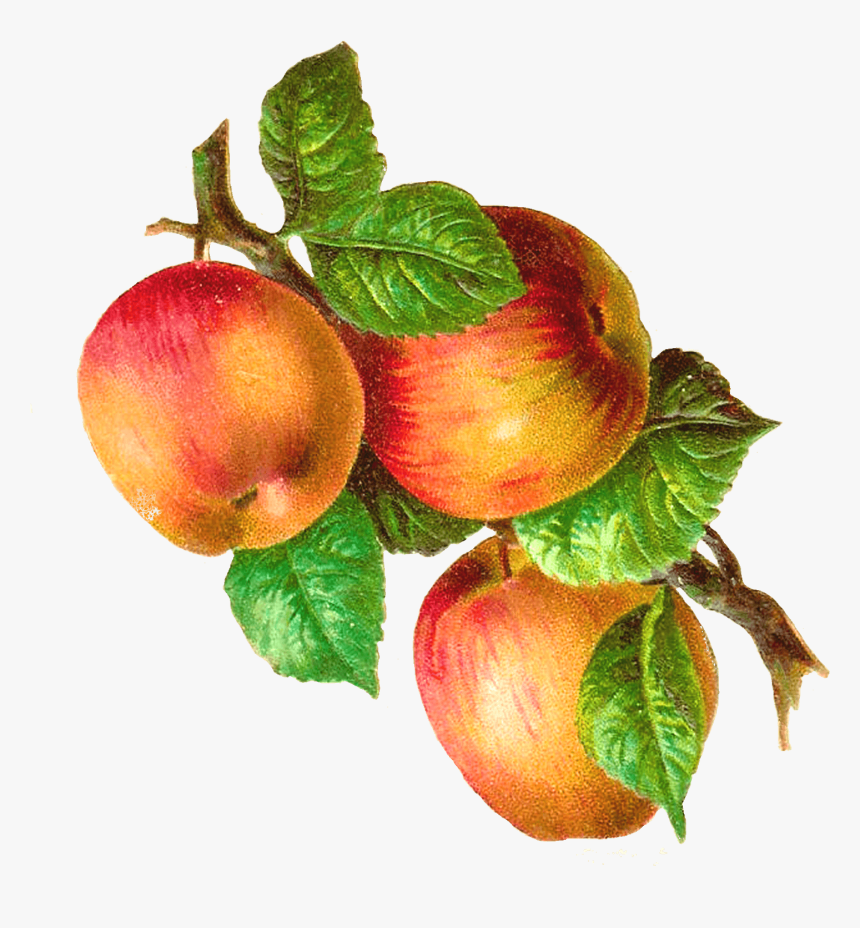 Apples On A Branch Vintage - Apples On A Branch Png, Transparent Png