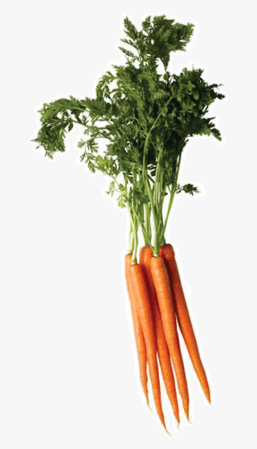 Carrot Png Image - Carrot Png Top, Transparent Png