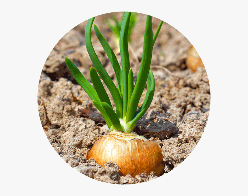 Clip Art Up Close Why Did - Root Vegetable, HD Png Download