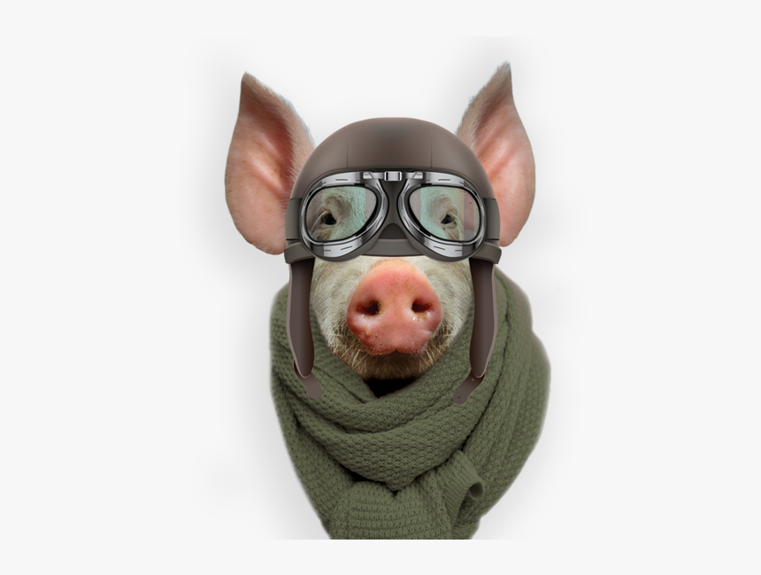 Domestic Pig, HD Png Download
