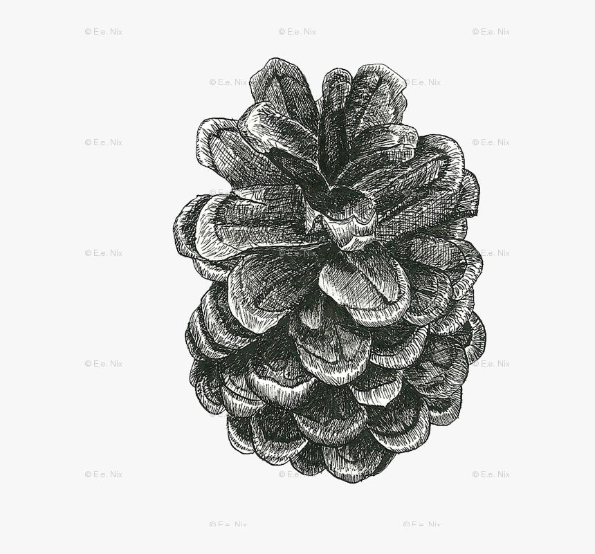 Cross Contour Pinecone, HD Png Download