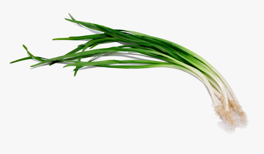 Welsh Onion, HD Png Download
