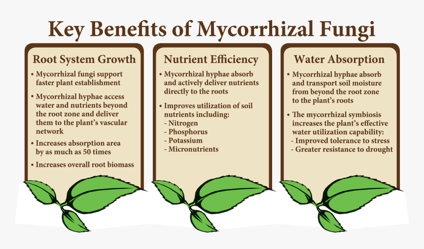 Key Benefits Of Mycorrhizal Fungi, HD Png Download