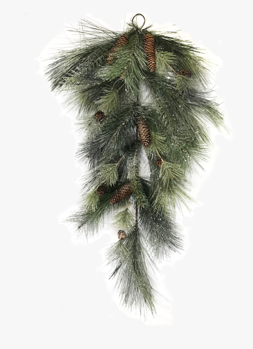 Pond Pine, HD Png Download