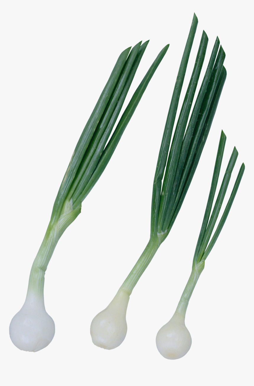 Canned Navy Beans Png - Репчатый Лук, Transparent Png