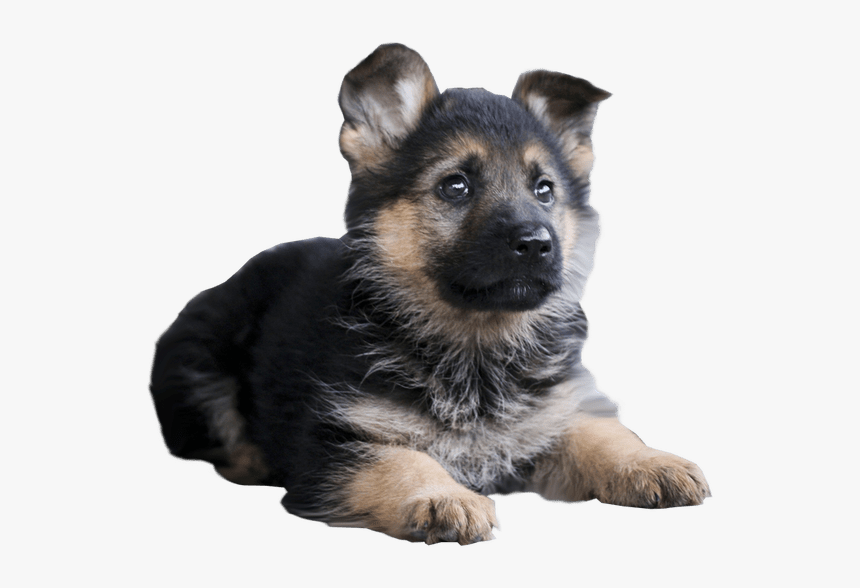 Clip Art Malinois Dog Siberian Husky - German Shepherd Puppy Png, Transparent Png