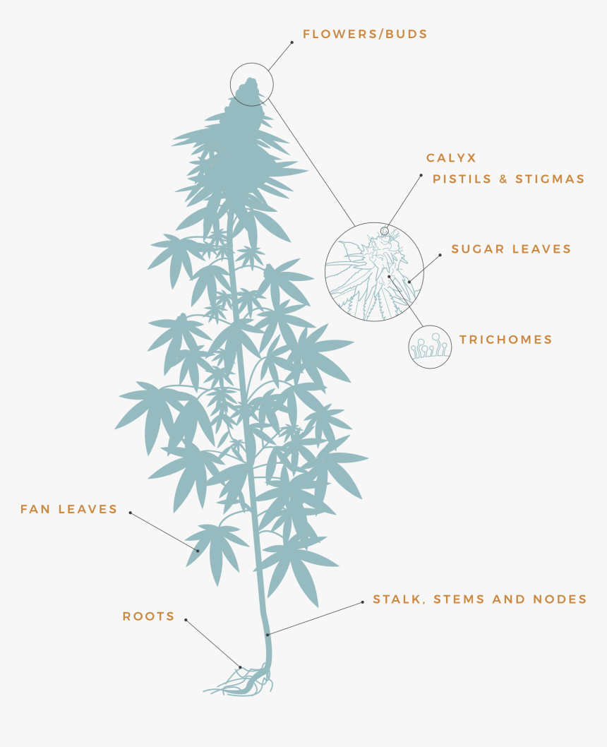 Cannabis Plant Anatomy Diagram, HD Png Download