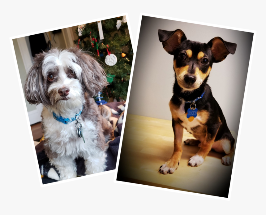 Companion Dog, HD Png Download