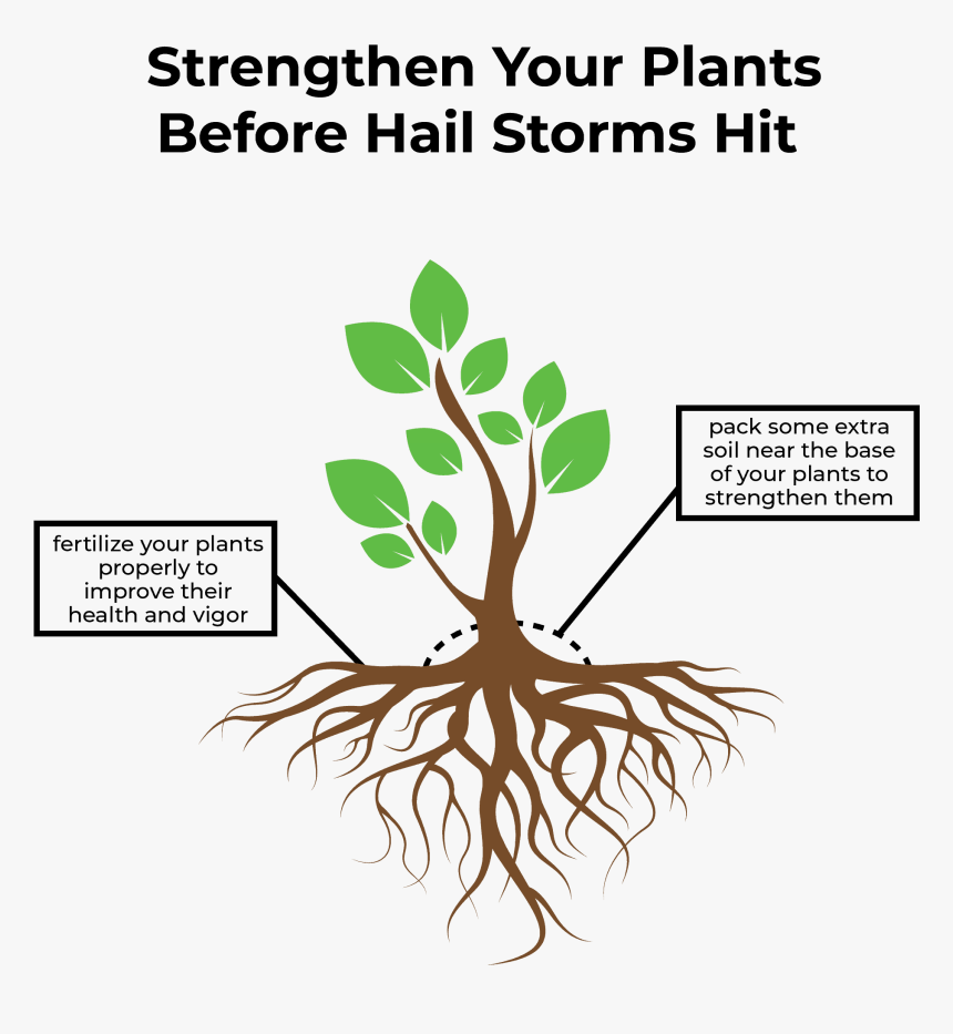 Shielding Your Plants From Hail Storms With Care Infographic - Diagrammatic Representation Of Microbe's Role In Agriculture, HD Png Download
