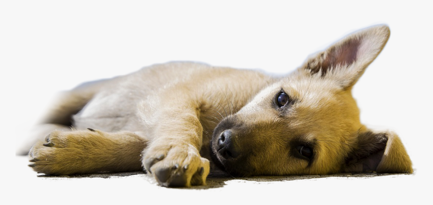 Dog Lying Down Looking Ill - Super Super Cute Dogs, HD Png Download