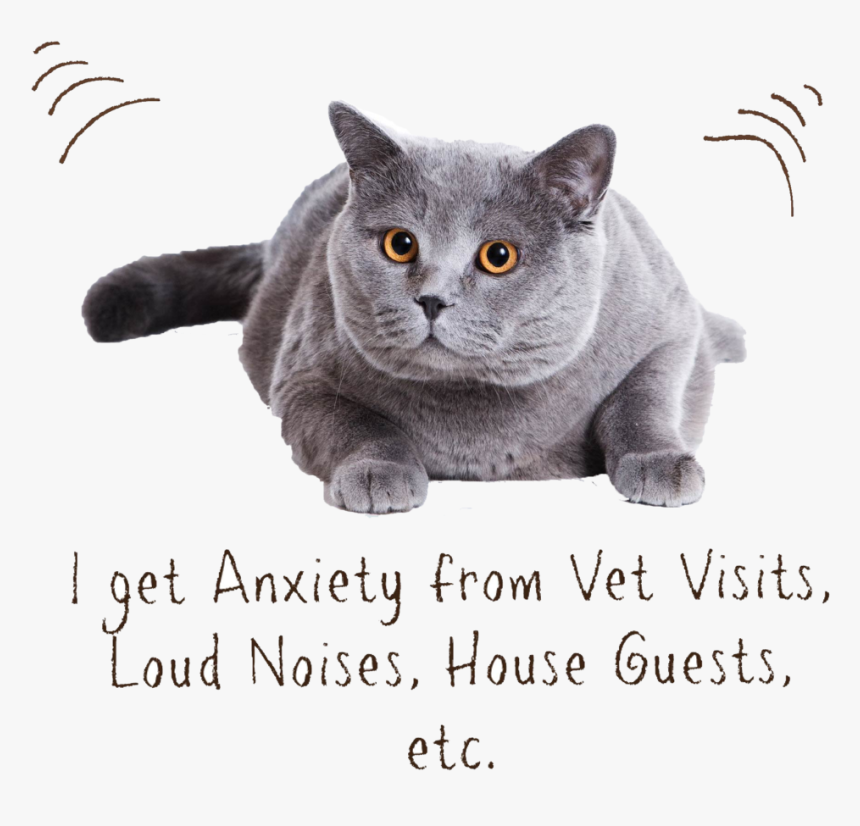 Transparent Zen Png - Cat Psd, Png Download