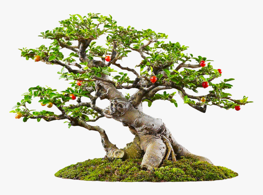 Bonsai Png, Transparent Png