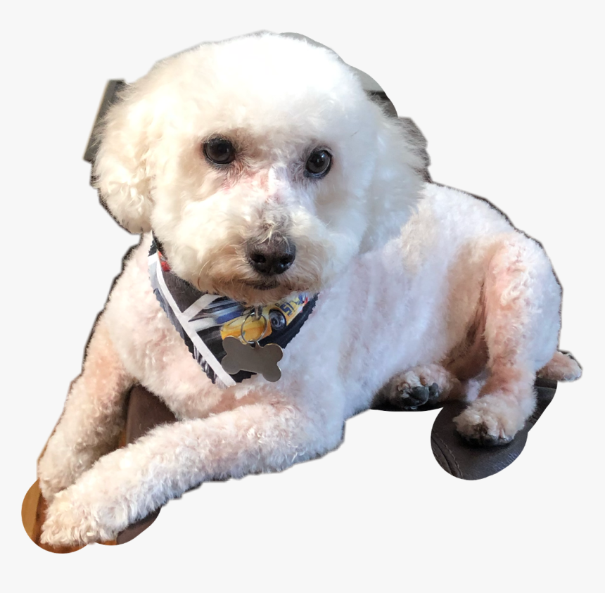 #dog #layingdown #newlygroom #freetoedit - Companion Dog, HD Png Download