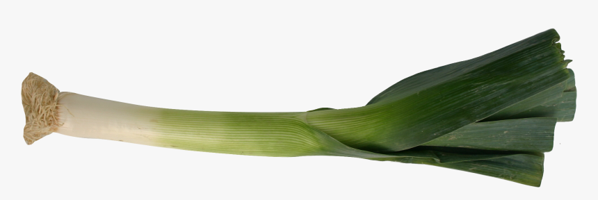 Transparent Leek Png, Png Download