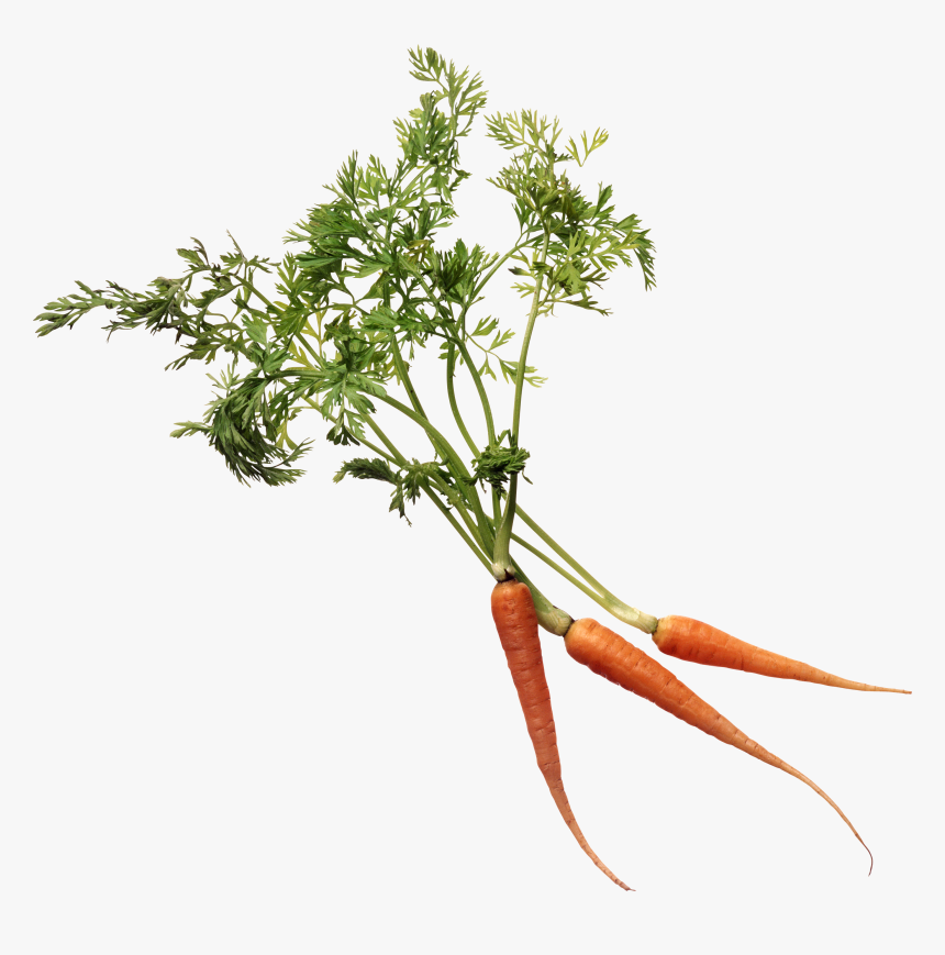 Carrot Png Image - Carrot Leaves Png, Transparent Png