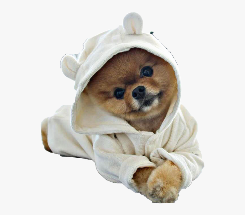 #puppy #dog #pomeranian #petsandanimals #robe #cute - Cute Dog Png Hd, Transparent Png