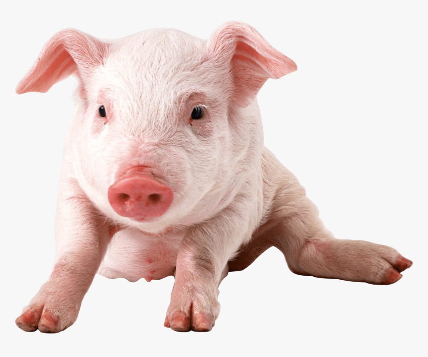 Vertebrate - Transparent Pig Png, Png Download