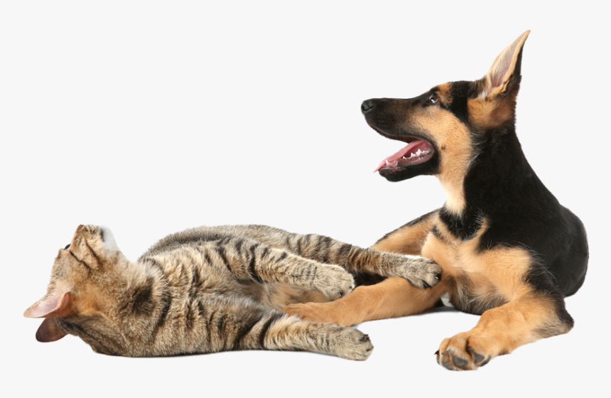 Cat Yawns, HD Png Download