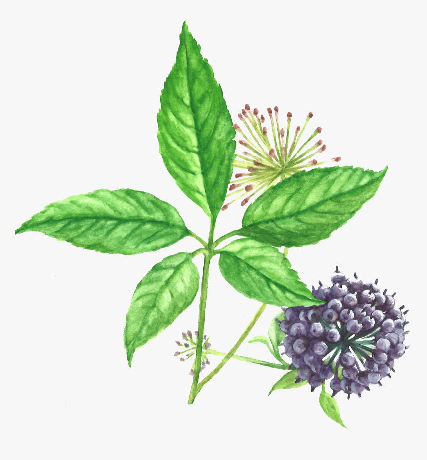 Siberian Ginseng Root, HD Png Download