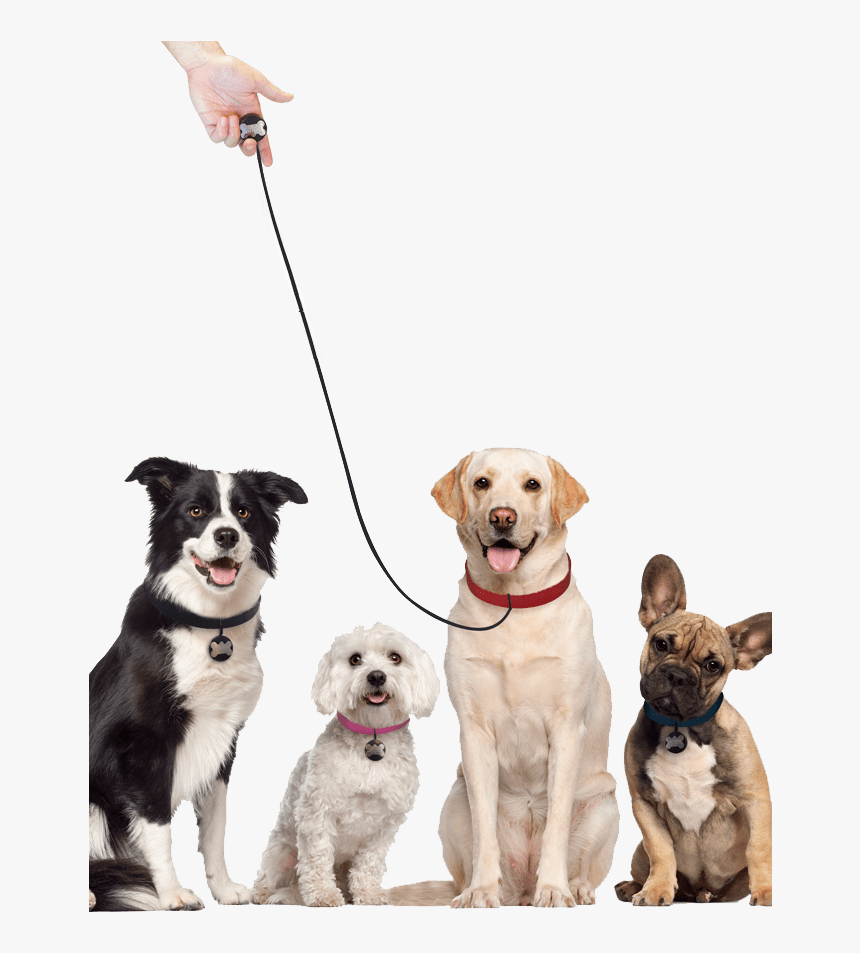 Transparent Dog Leash Png - Labrador Retriever Transparent Background, Png Download