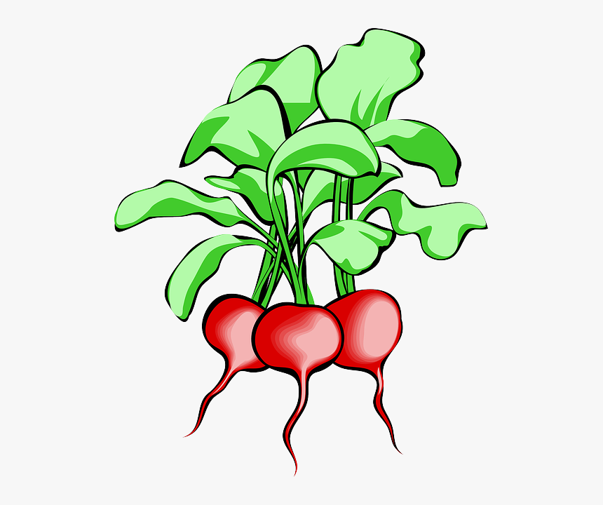 Transparent Tree Roots Png - Radish Clipart, Png Download