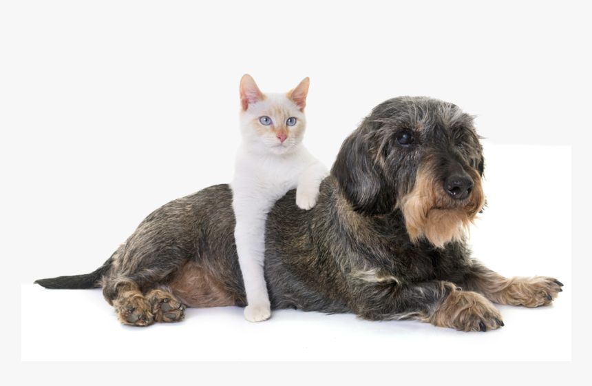 Old Cat And Dog Together, HD Png Download