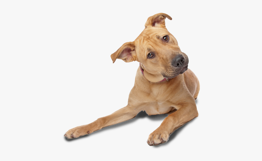 Dog Tilting Head Png, Transparent Png