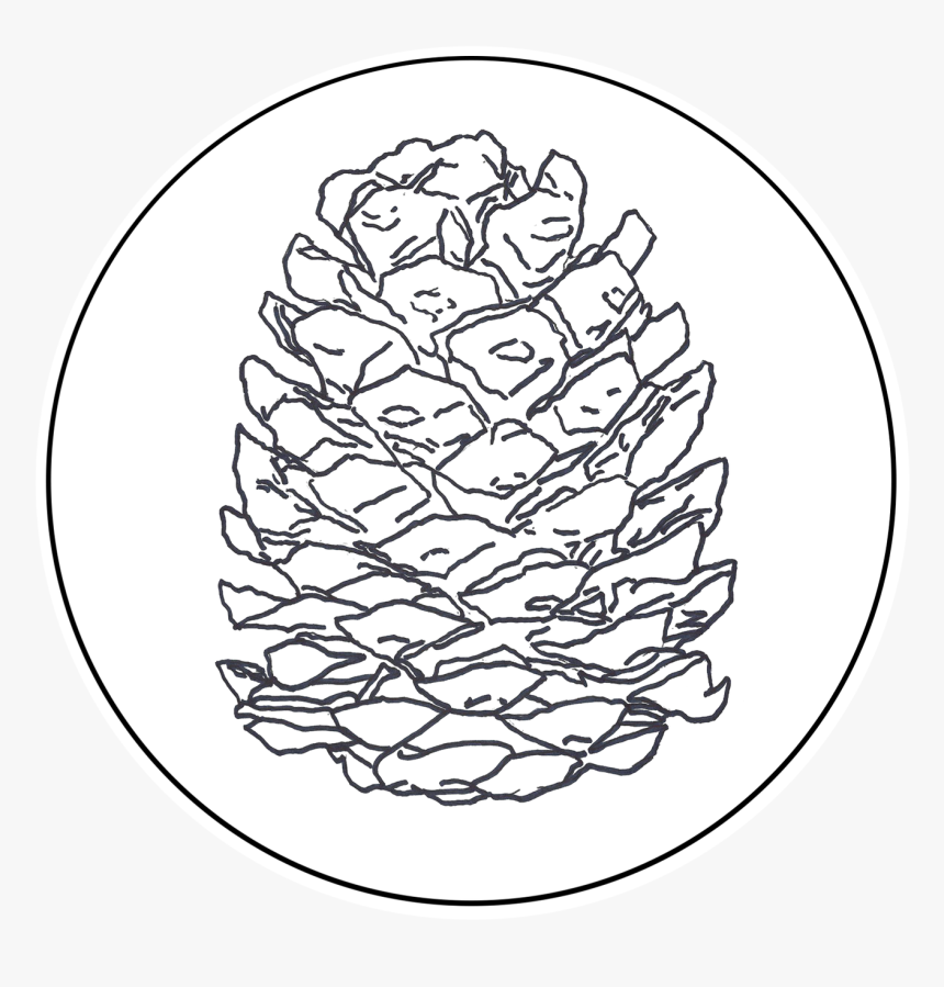 Shortstraw Pine, HD Png Download